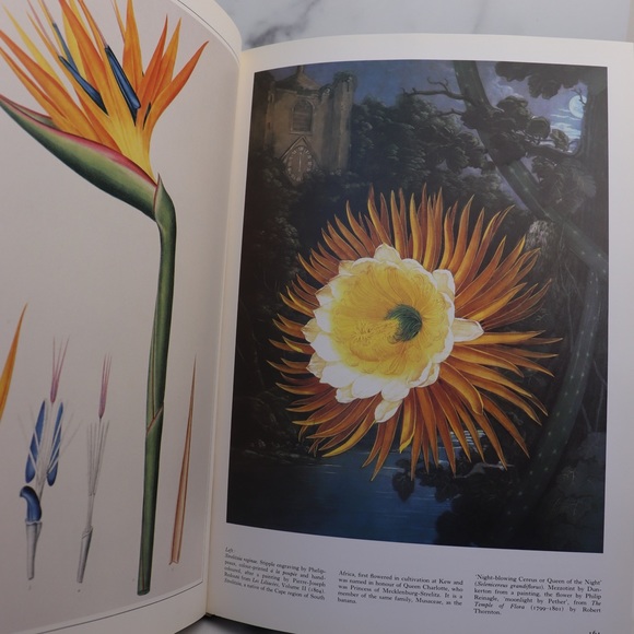 Vintage 1980's Botanical Art Book The Art Of The Plant World  Martyn Rix - Picture 13 of 16